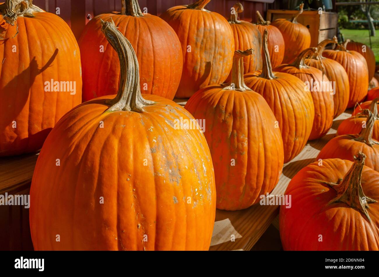 Des citrouilles et d'autres produits saisonniers sont exposés au McKenzie Farm Market, le 17 octobre 2020, à Fairhope, en Alabama. Banque D'Images