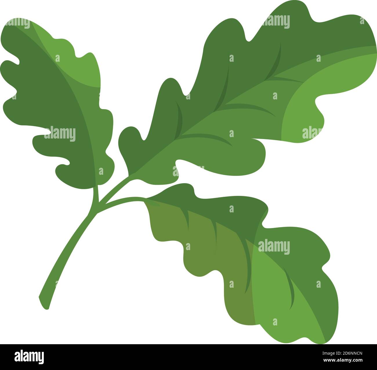 Feuille de chêne, illustration, vecteur sur fond blanc Illustration de Vecteur