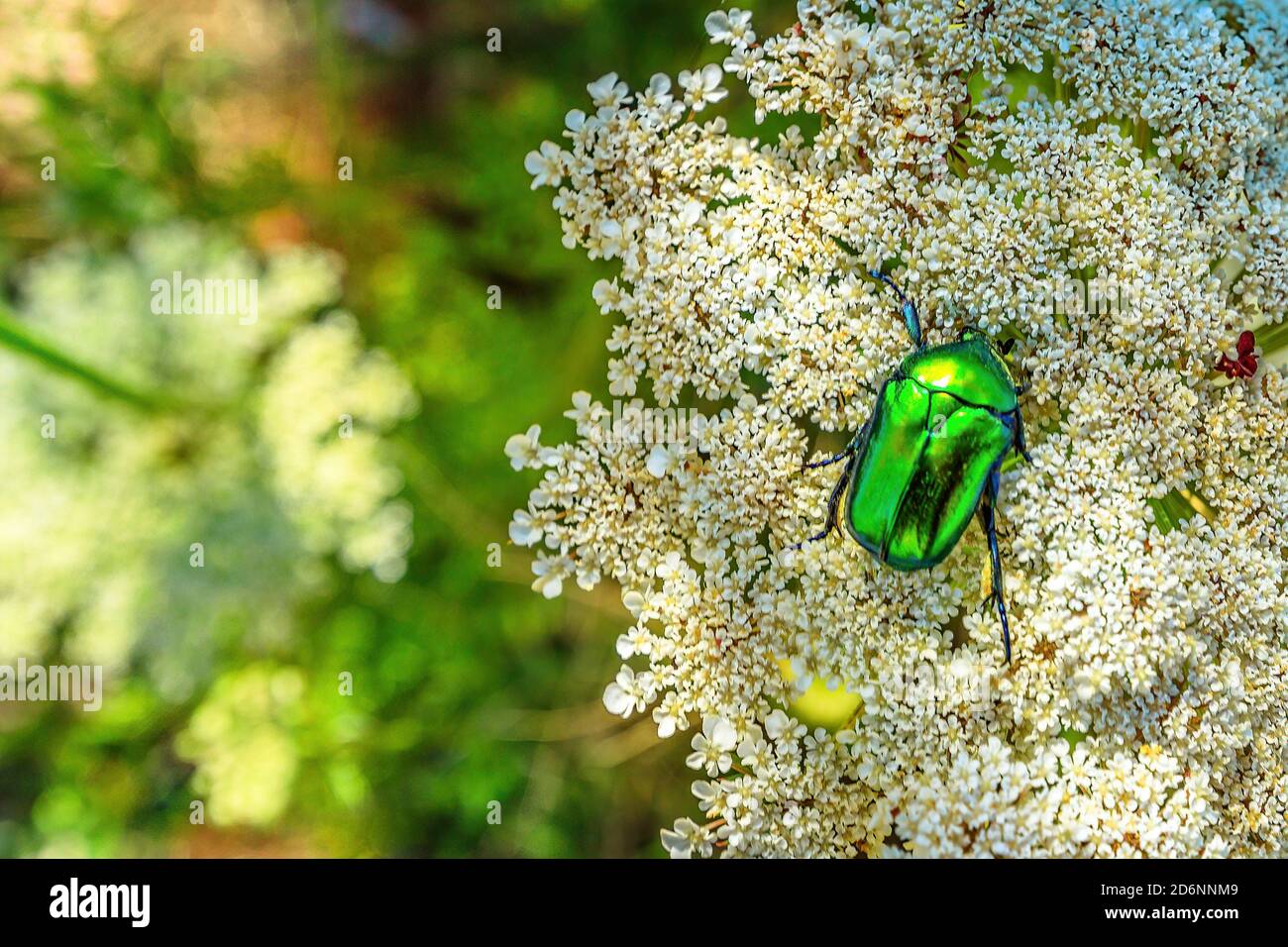 Gros plan d'un chaserer de roses vertes, un coléoptère qui se nourrit de fleurs sur l'île d'Elbe en Italie. Cétonia aurata espèce de coloration verte métallique. Un vol Banque D'Images