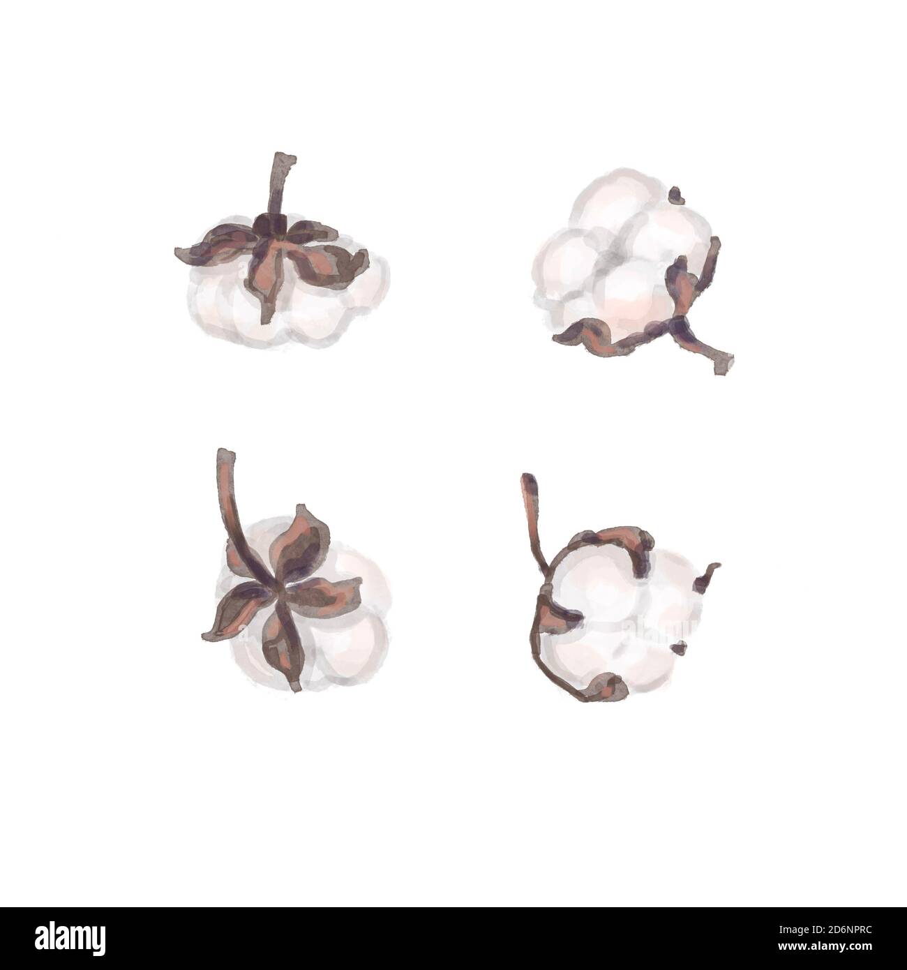 Fleur de coton isolée dessinant dans quatre perspectives différentes, sur un fond blanc. Banque D'Images