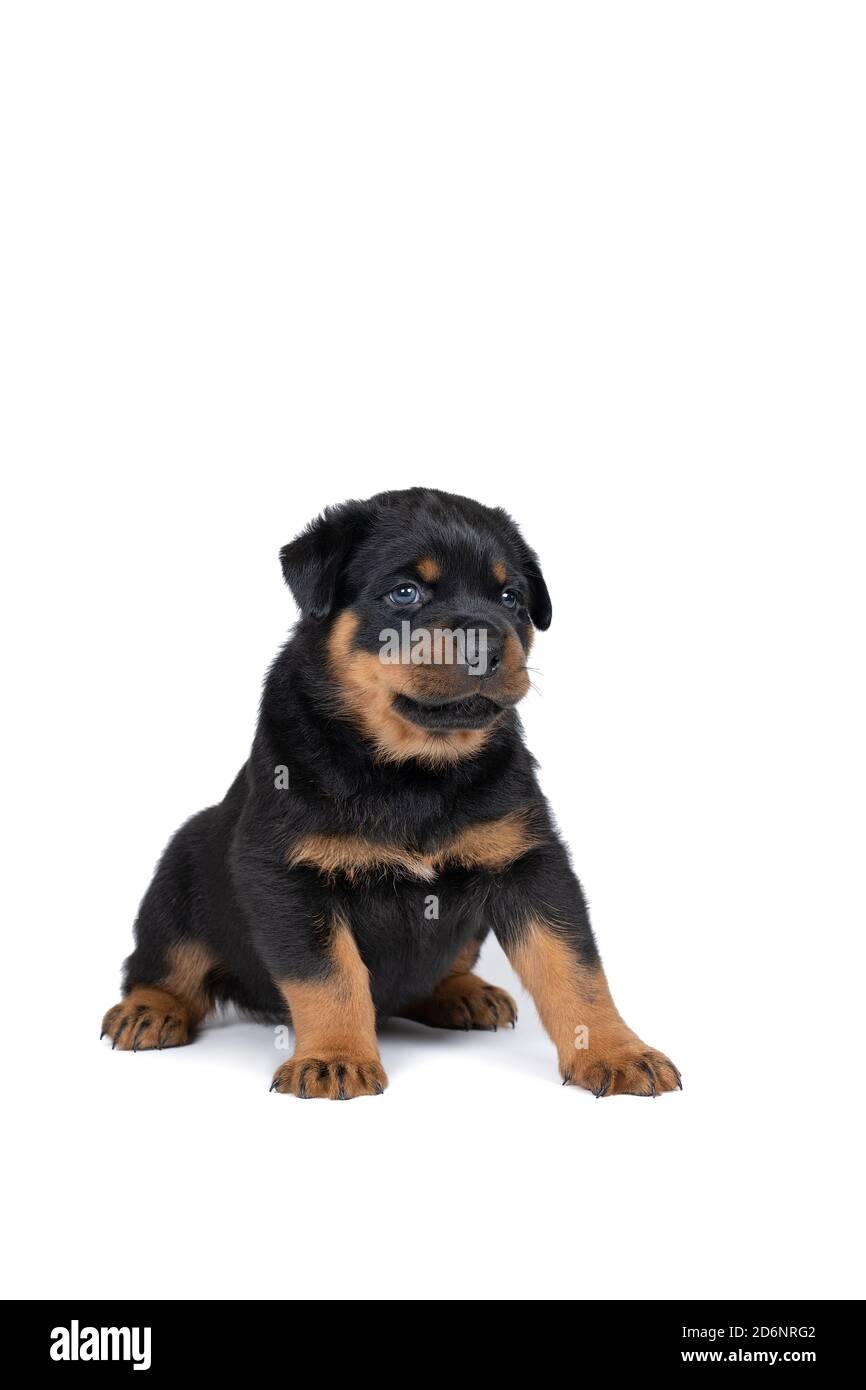 Un magnifique chiot Rottweiler, âgé de cinq semaines, tourné en studio isolé en blanc Banque D'Images