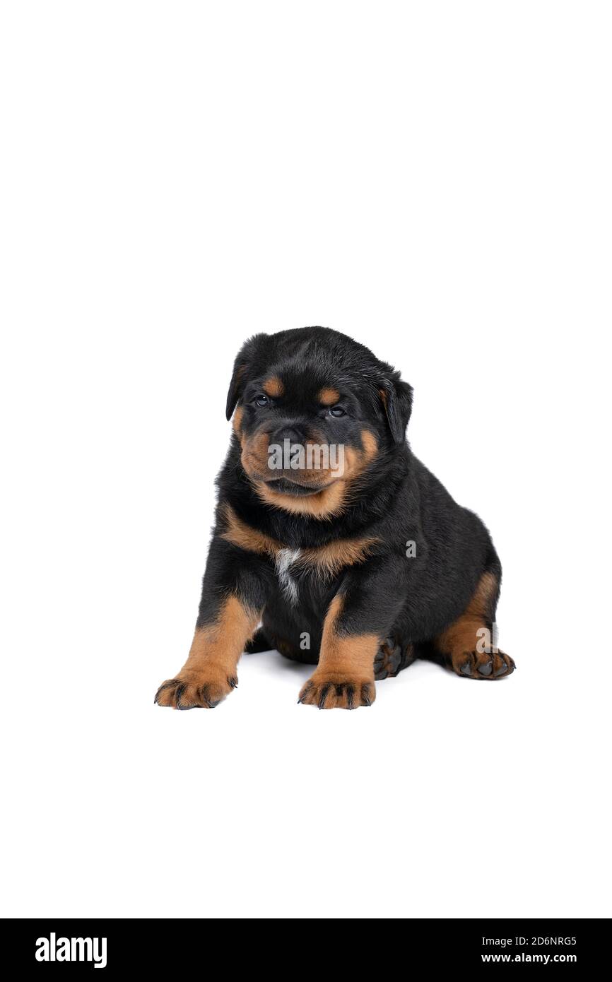 Un magnifique chiot Rottweiler, âgé de cinq semaines, tourné en studio isolé en blanc Banque D'Images