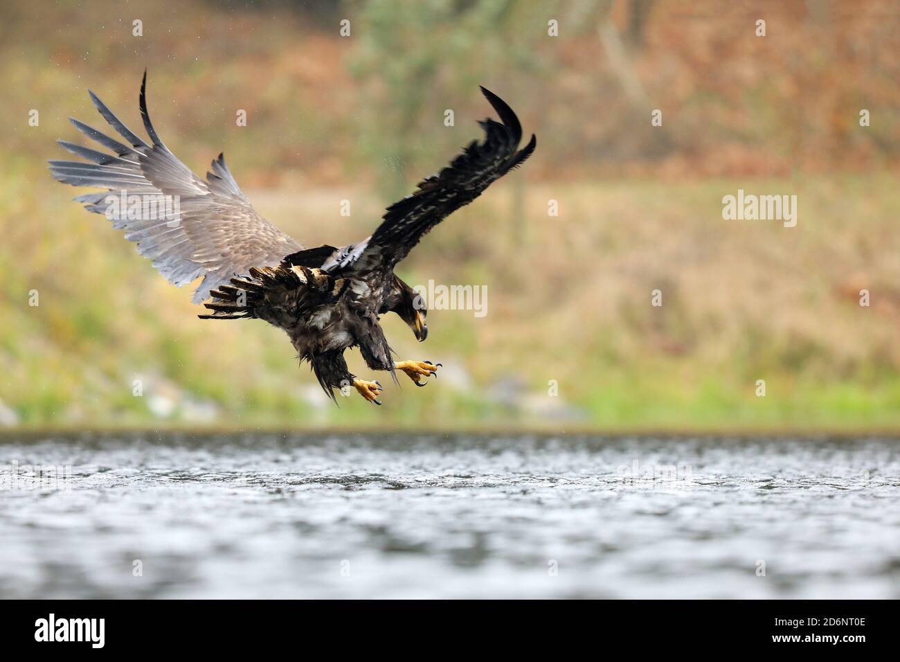 Aigle à queue blanche, Haliaeetus albicilla, qui attrape des proies dans l'eau, avec de l'herbe brune en arrière-plan, Pologne Banque D'Images