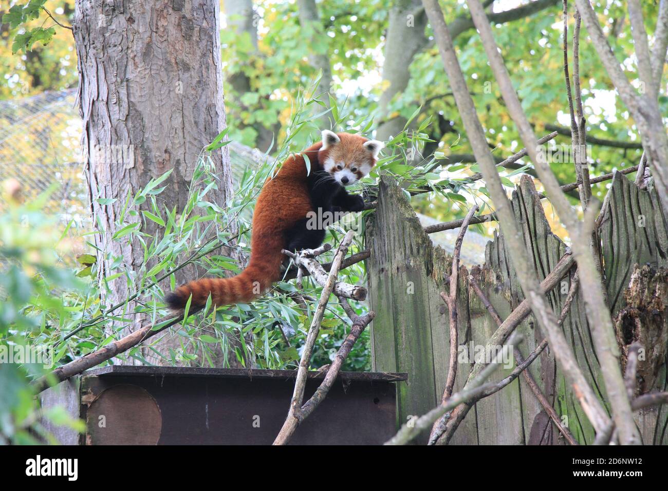 Panda rouge au zoo de Chester Banque D'Images