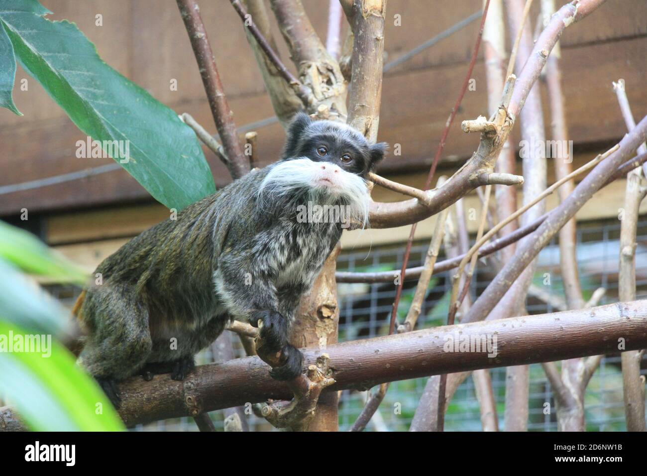 Empereur Tamarin au zoo de Chester Banque D'Images