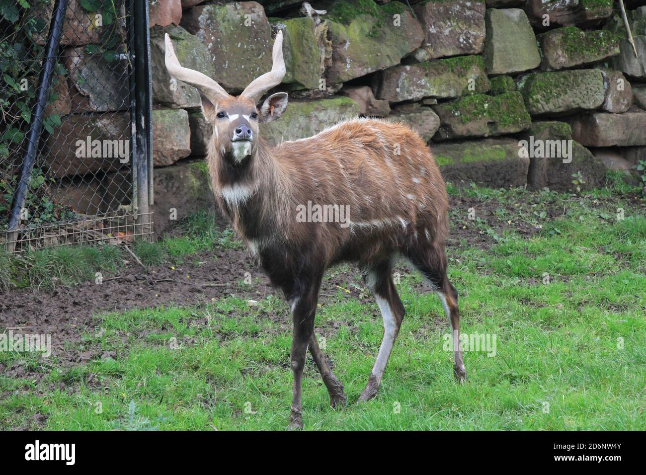 Sitatunga ouest-africain au zoo de Chester Banque D'Images