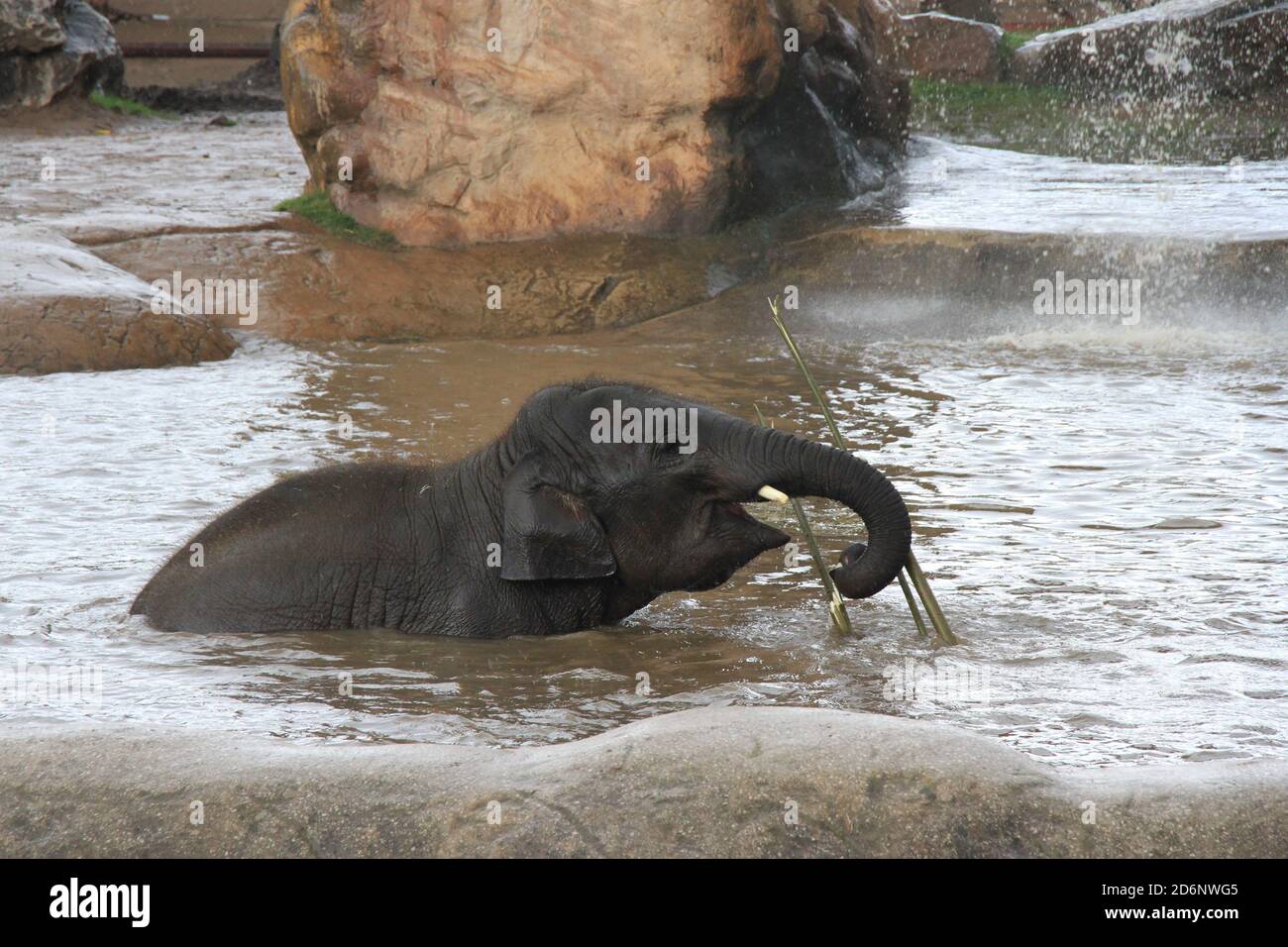 Éléphant d'Asie au zoo de Chester Banque D'Images