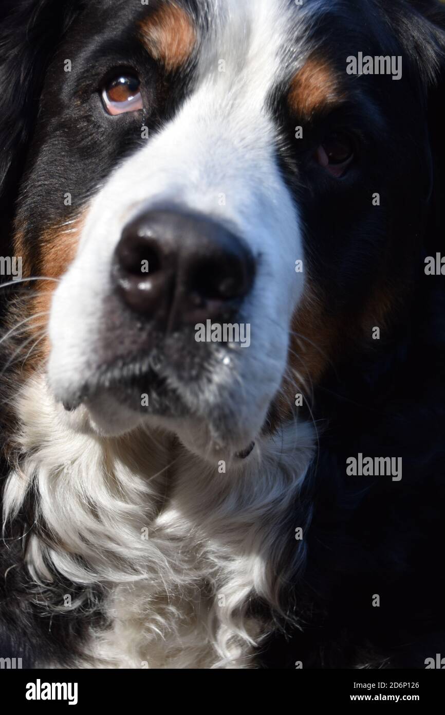 Femelle Bernese Mountain Dog Banque D'Images