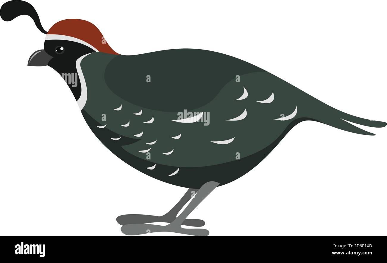 Caille de Gren, illustration, vecteur sur fond blanc Illustration de Vecteur