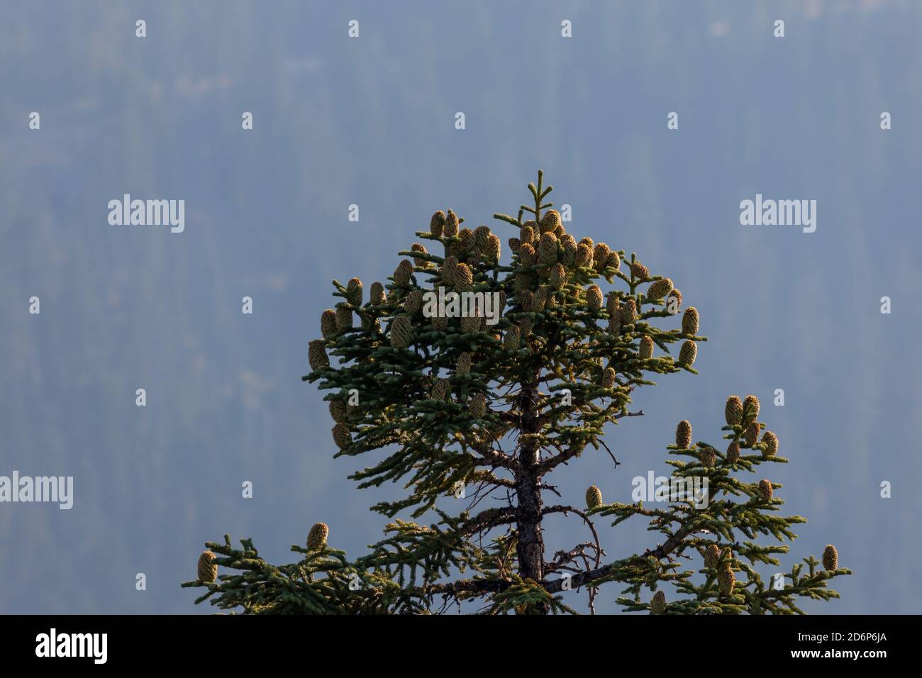 Un arbre Shasta Fir de haut niveau est décoré avec grand des cônes qui grandissent des branches avec un fond de forêt et de l'air fumé épais d'un voisin Banque D'Images