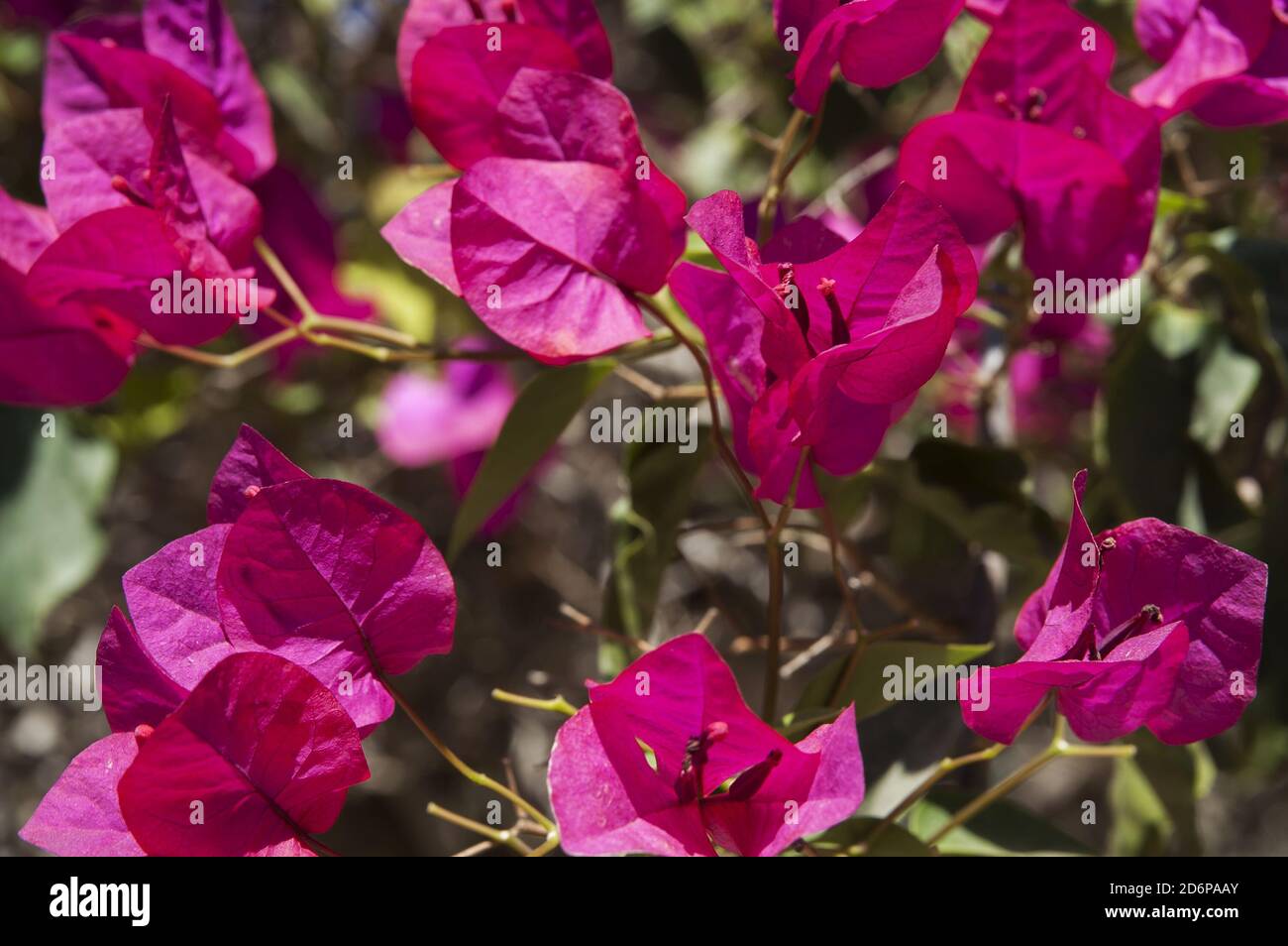 Bougainvilliers violets gros plan. Lila Bougainvillea Nahaufnahme. Buganvillas moradas de cerca. Fioletowa Bugenwilla z bliska. 九重葛属 Bugenwilla kącicierń Banque D'Images