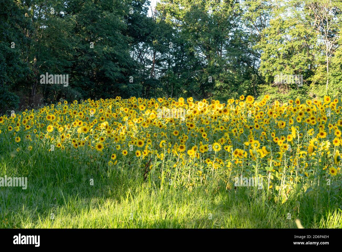 Field of Sunflowers en août Midwest États-Unis Wide Shot Banque D'Images