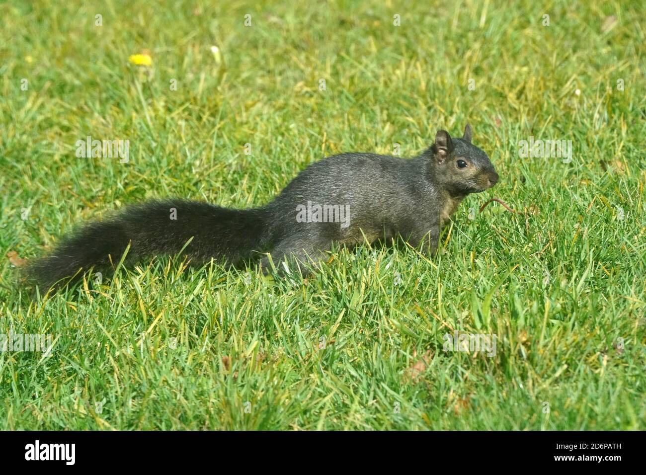 Écureuils gris de l'est dans l'herbe en été Banque D'Images