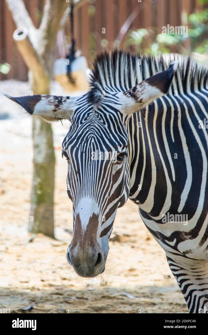 Le zébré de Grevy est le plus grand équidé sauvage vivant et le plus grand et le plus menacé des trois espèces de zébra, Banque D'Images