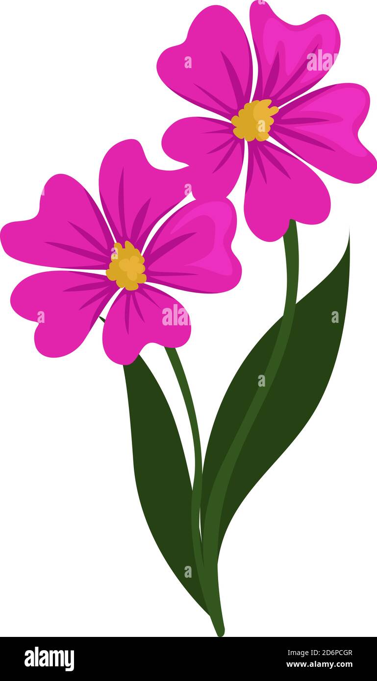 Deux fleurs roses, illustration, vecteur sur fond blanc. Illustration de Vecteur