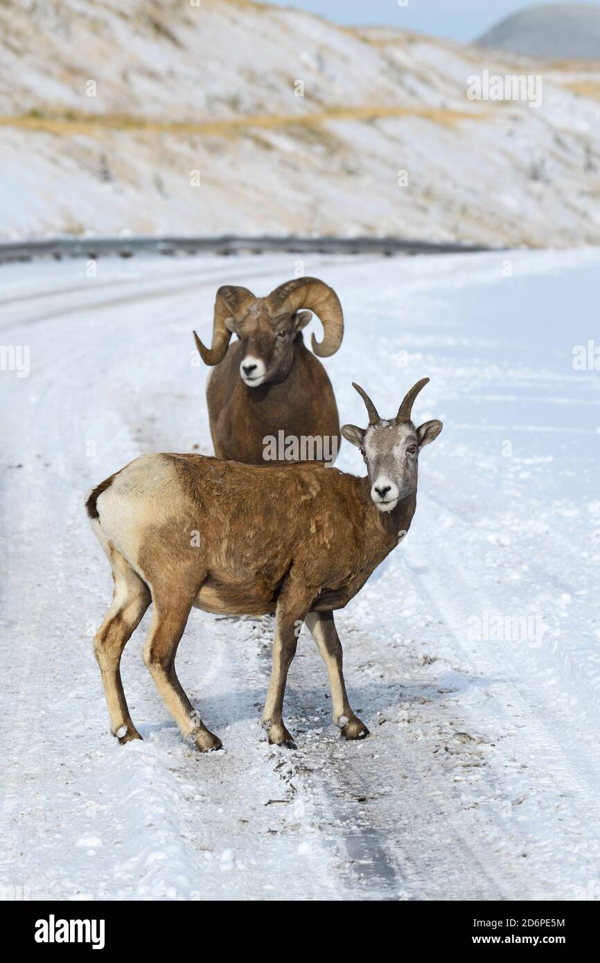 Deux mouflons de Bighorn femelles et mâles mouflons de montagne rocailleux 'Ovis canadensis', debout sur la route enneigée de recherche de minéraux salins dans le f Banque D'Images