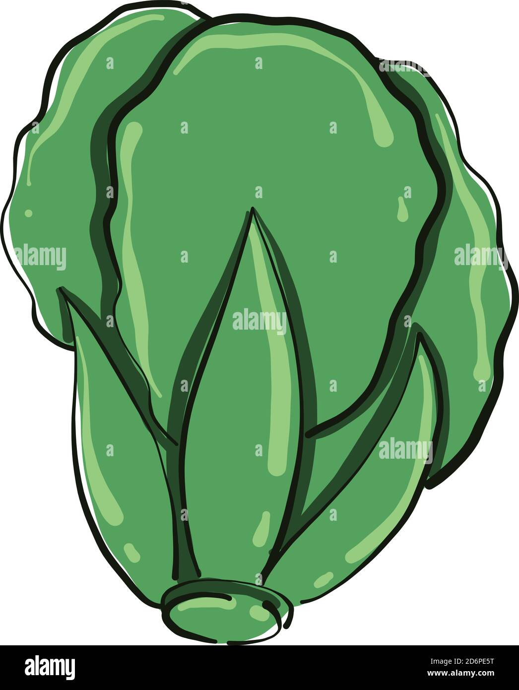 Salade verte, illustration, vecteur sur fond blanc. Illustration de Vecteur