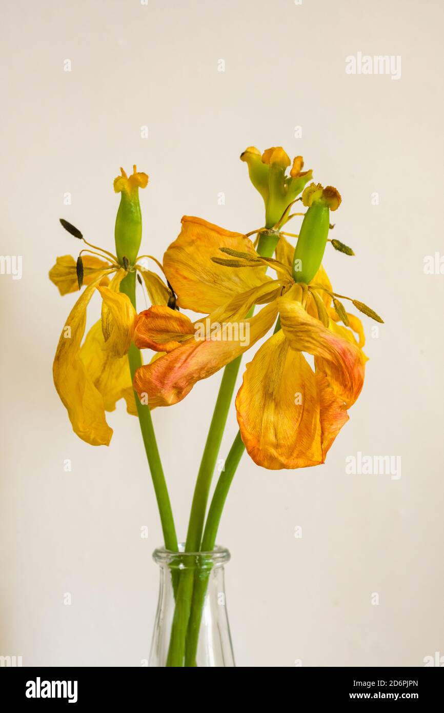 Bouquet de tulipes jaunes en gros plan Banque D'Images