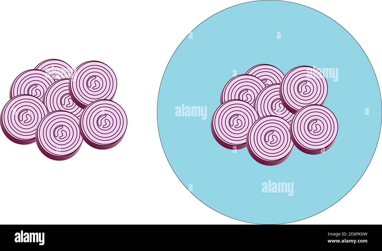 Salade d'oignon, illustration, vecteur sur fond blanc. Illustration de Vecteur