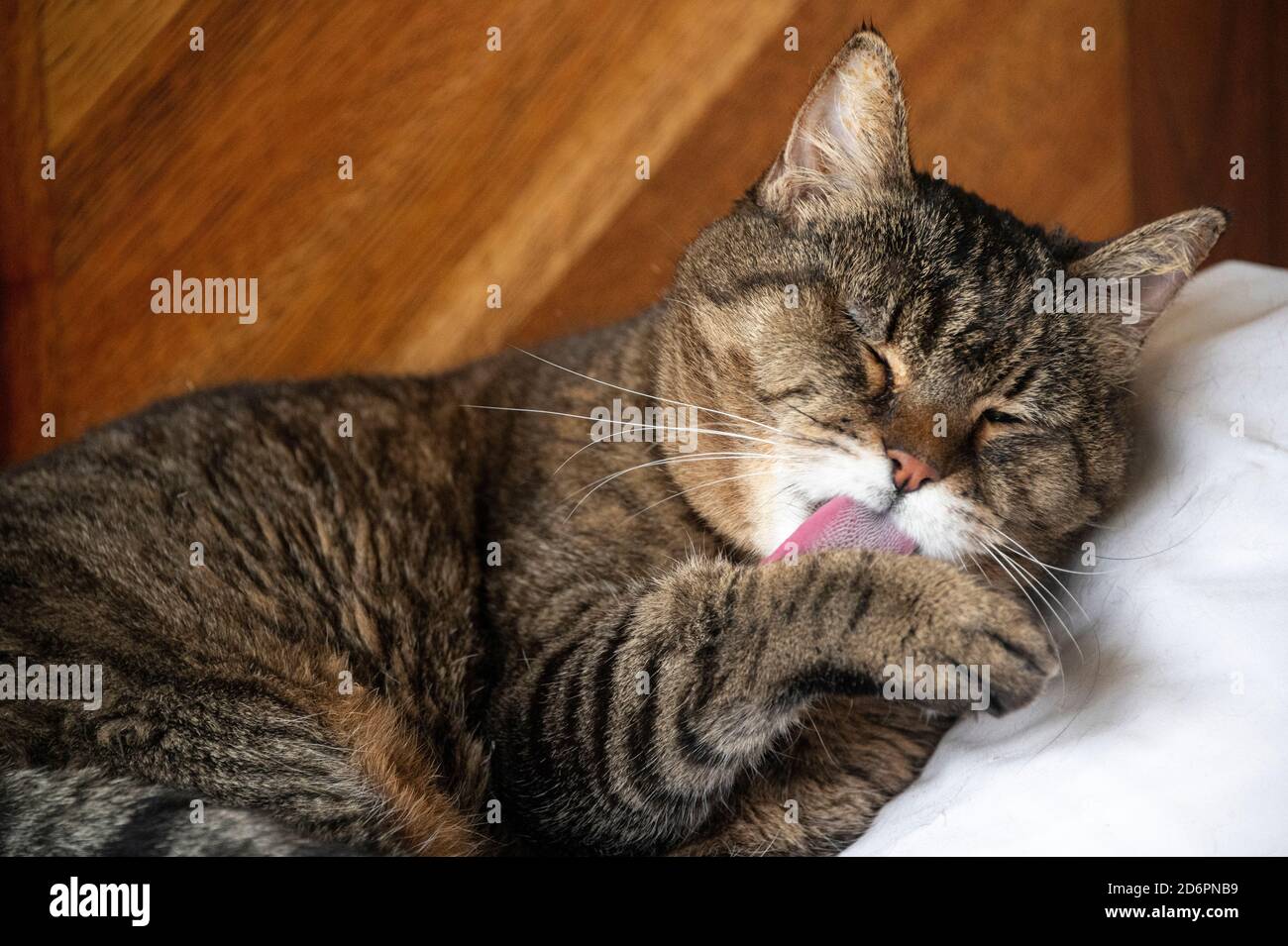 nettoyant pour chat tabby adulte avec patte Banque D'Images