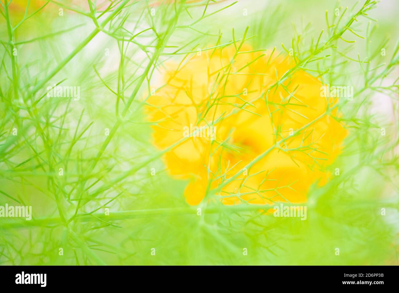 Photo artistique de fleurs et de plantes Banque D'Images