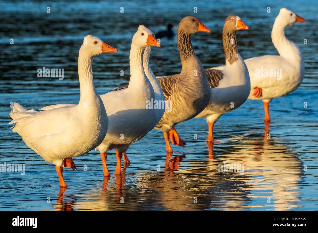 Graylag Goose (de type domestique) Anser anser Costa Ballena Cadix Espagne Banque D'Images