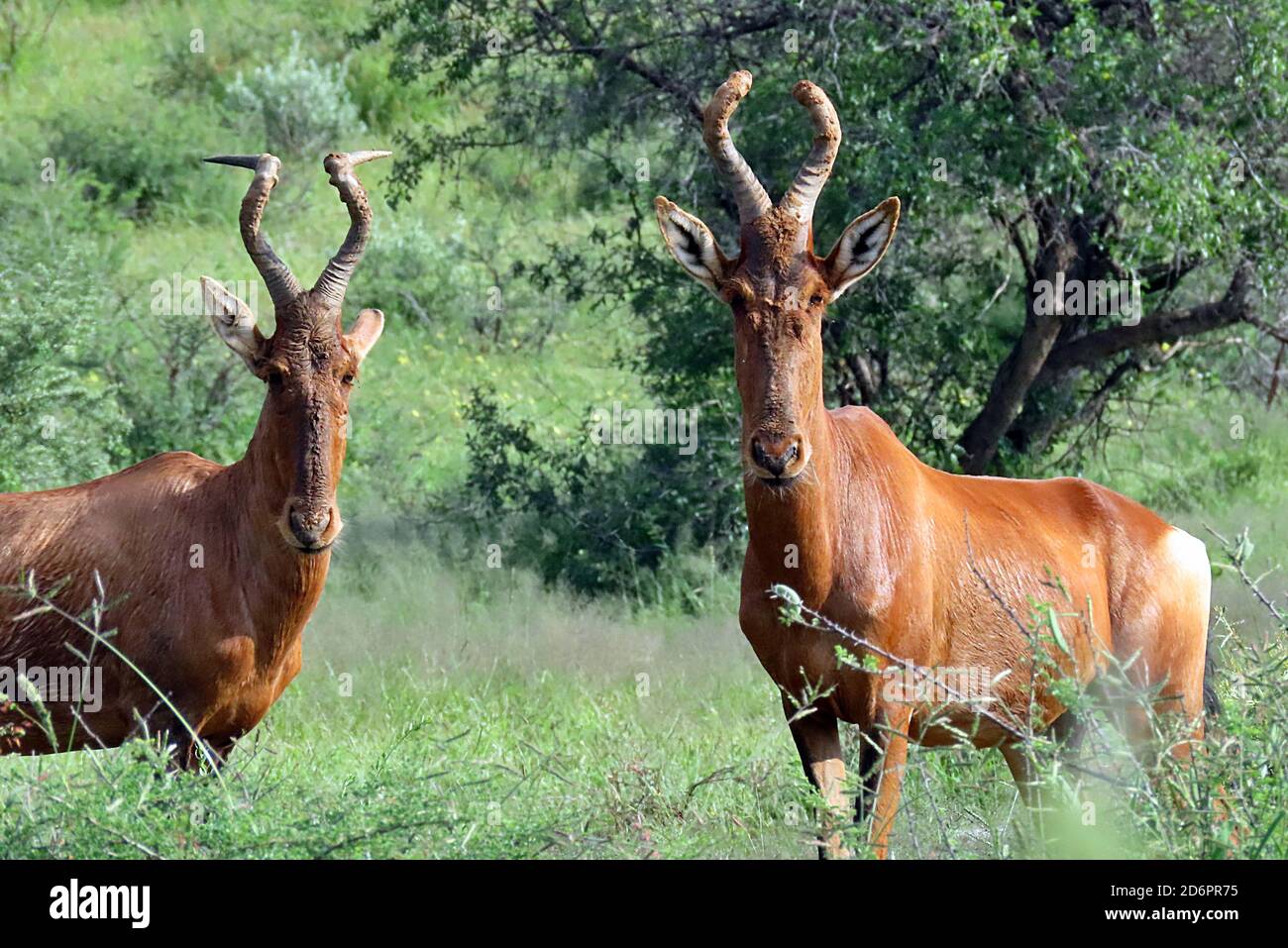 Une paire de Hartebeest rouge (Alcelaphus buselaphus caama) en voie de disparition dans l'herbe verte de saison humide de la réserve naturelle d'Ondekaremba près de Windhoek, Namibie Banque D'Images