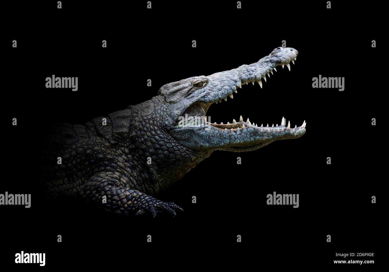 Gros plan sur le crocodile. Animal sauvage isolé sur fond noir Banque D'Images
