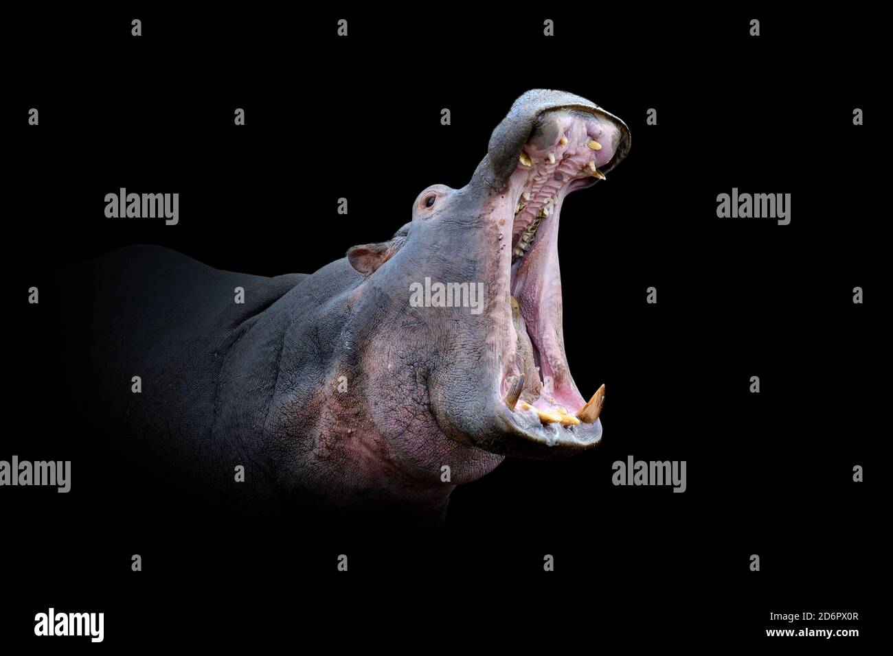 Vue rapprochée de l'hippopotame. Animal sauvage isolé sur fond noir Banque D'Images