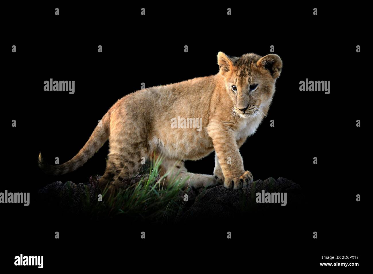 Vue rapprochée de Lion cub. Animal sauvage isolé sur fond noir Banque D'Images