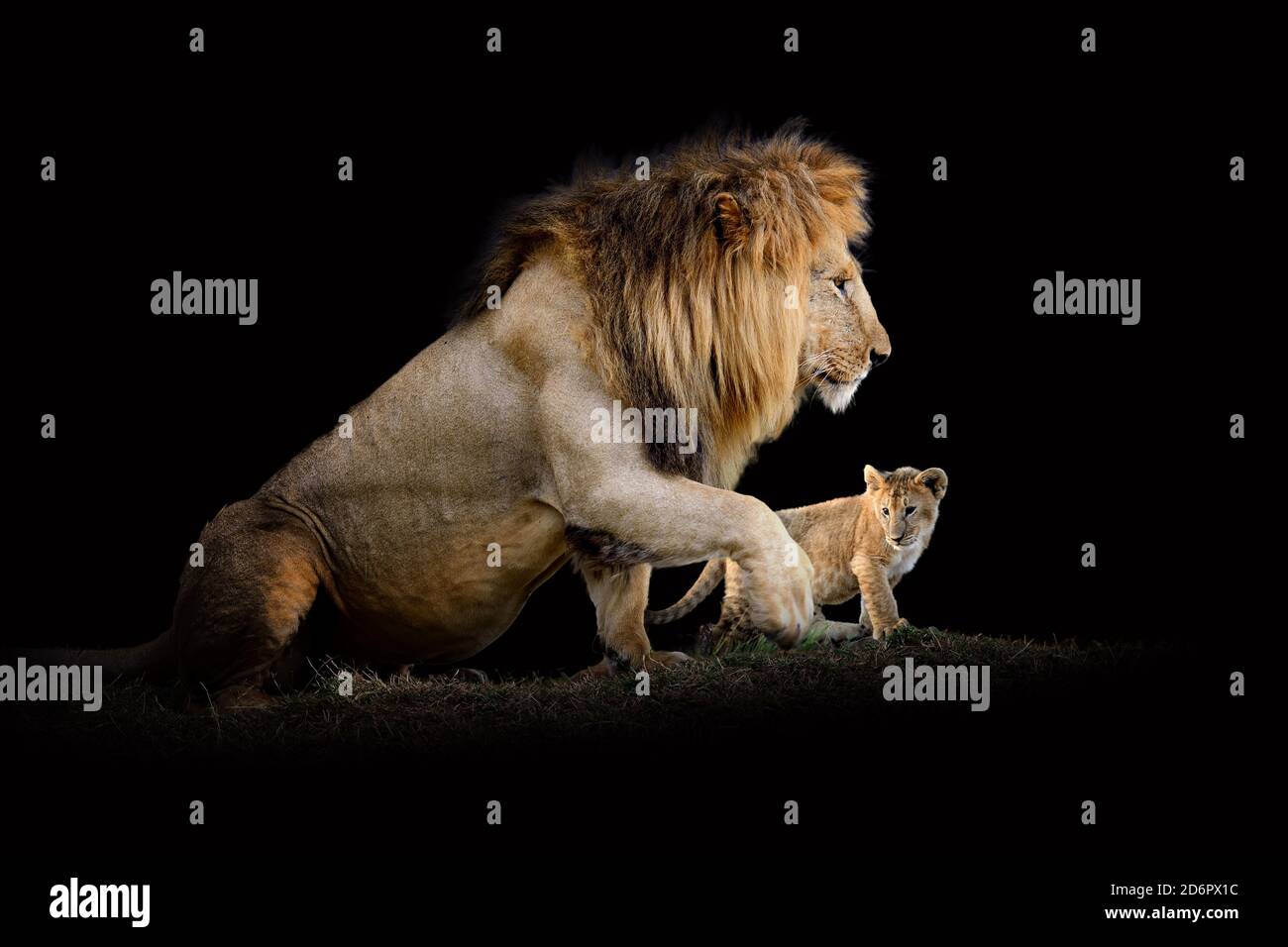 Vue rapprochée Lion. Animal sauvage isolé sur fond noir Banque D'Images