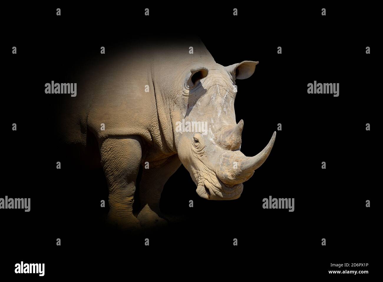 Gros plan sur le rhinocéros. Animal sauvage isolé sur fond noir Banque D'Images