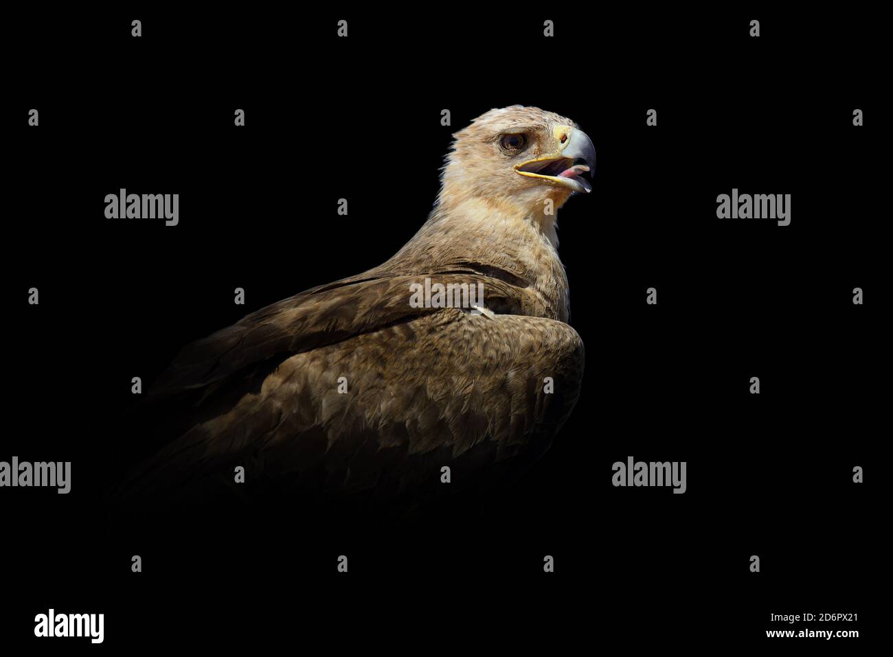 Gros plan Eagle. Animal sauvage isolé sur fond noir Banque D'Images
