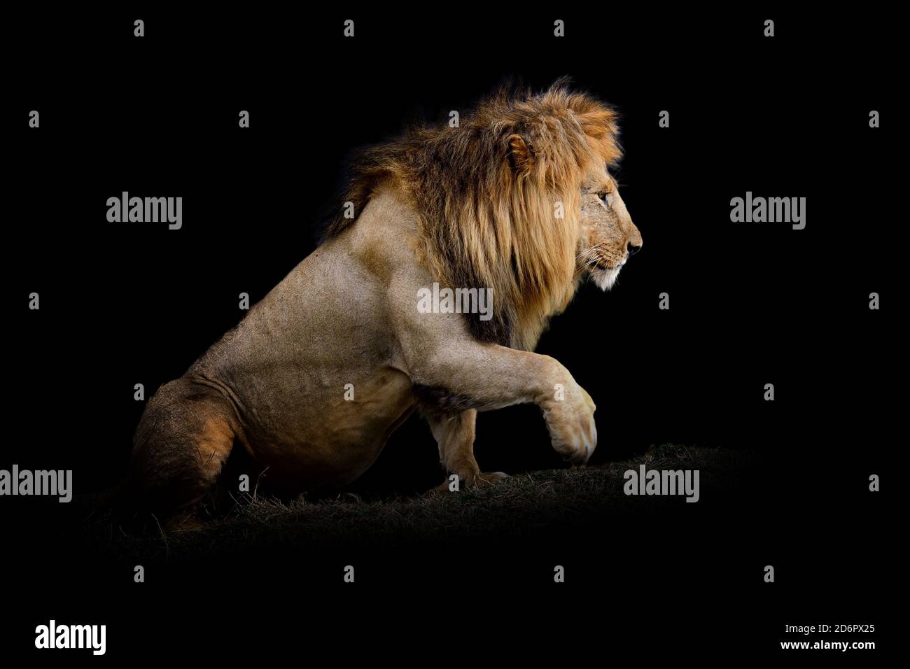 Vue rapprochée Lion. Animal sauvage isolé sur fond noir Banque D'Images