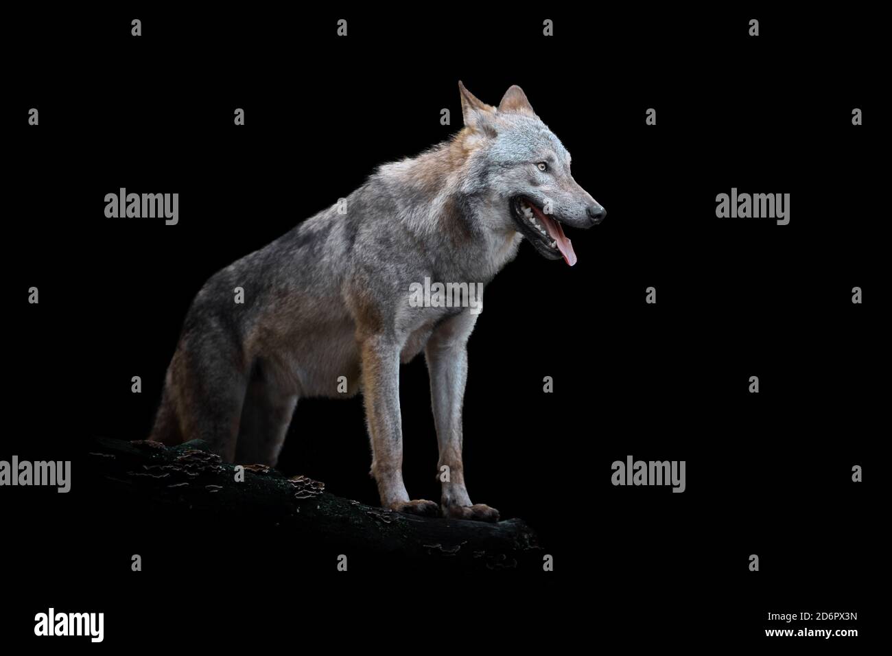 Gros plan sur Wolf. Animal sauvage isolé sur fond noir Banque D'Images
