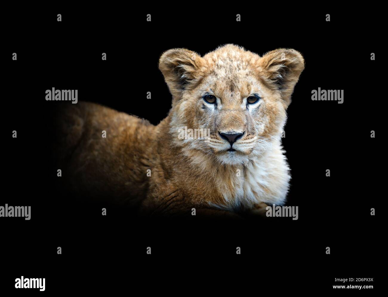 Vue rapprochée de Lion cub. Animal sauvage isolé sur fond noir Banque D'Images