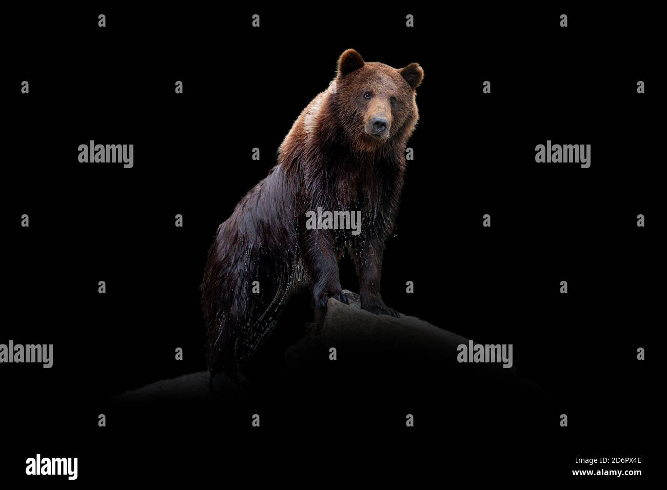 Vue rapprochée de l'ours. Animal sauvage isolé sur fond noir Banque D'Images
