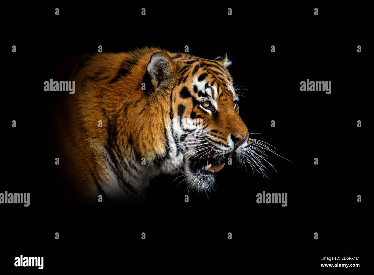 Gros plan tigre. Animal sauvage isolé sur fond noir Banque D'Images