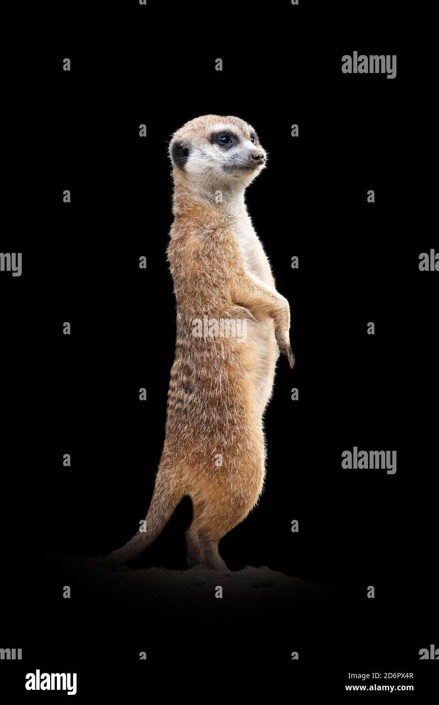 Vue rapprochée meerkat. Animal sauvage isolé sur fond noir Banque D'Images