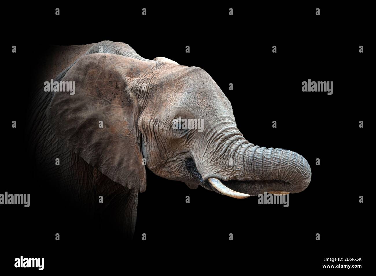 Gros plan sur Elephant. Animal sauvage isolé sur fond noir Banque D'Images