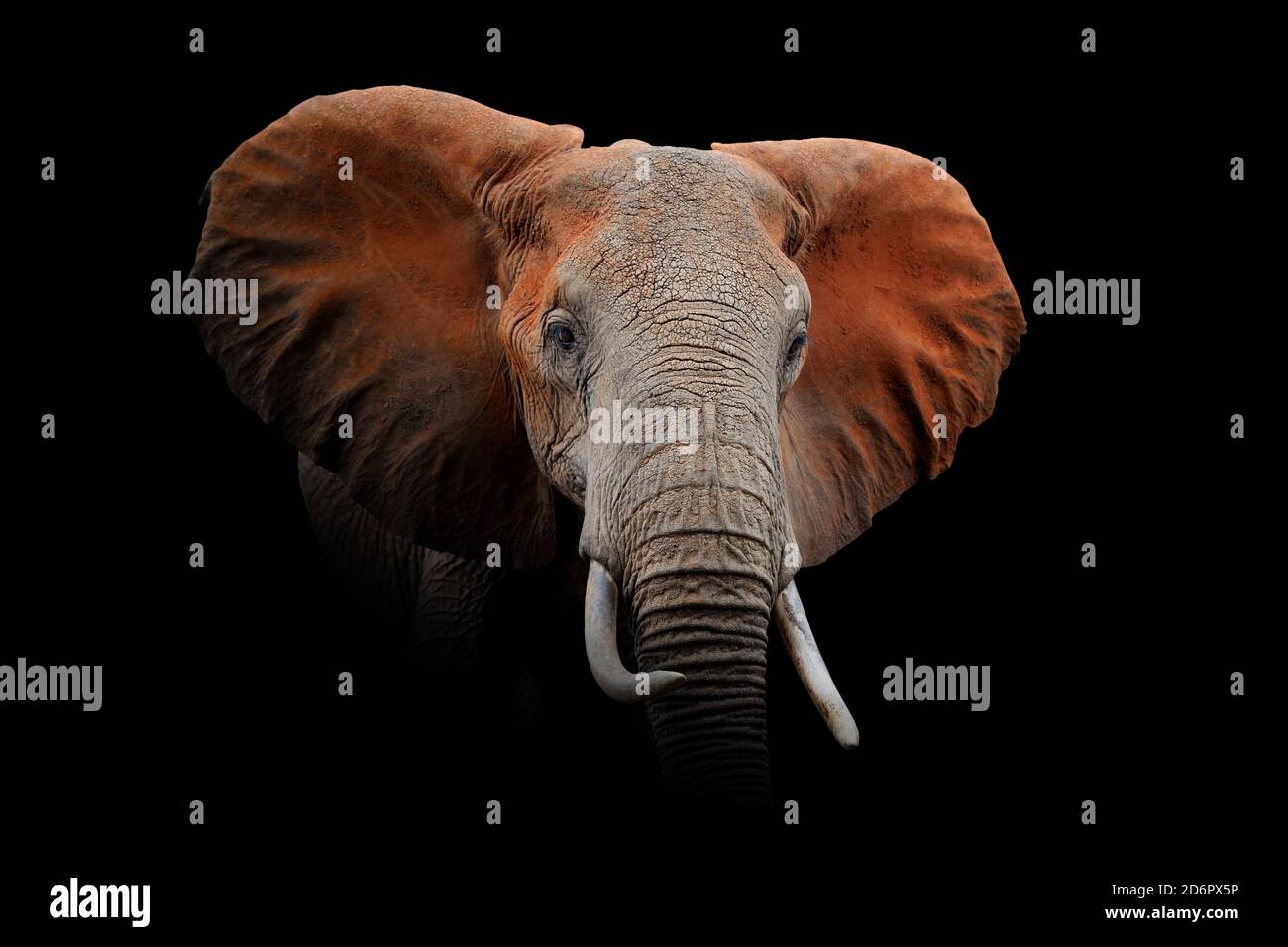 Gros plan sur Elephant. Animal sauvage isolé sur fond noir Banque D'Images