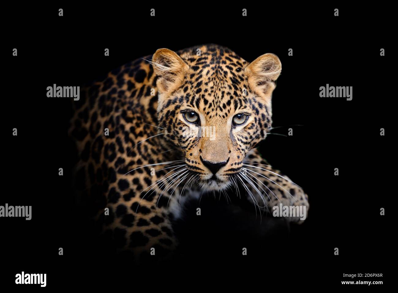 Vue rapprochée de Leopard. Animal sauvage isolé sur fond noir Banque D'Images