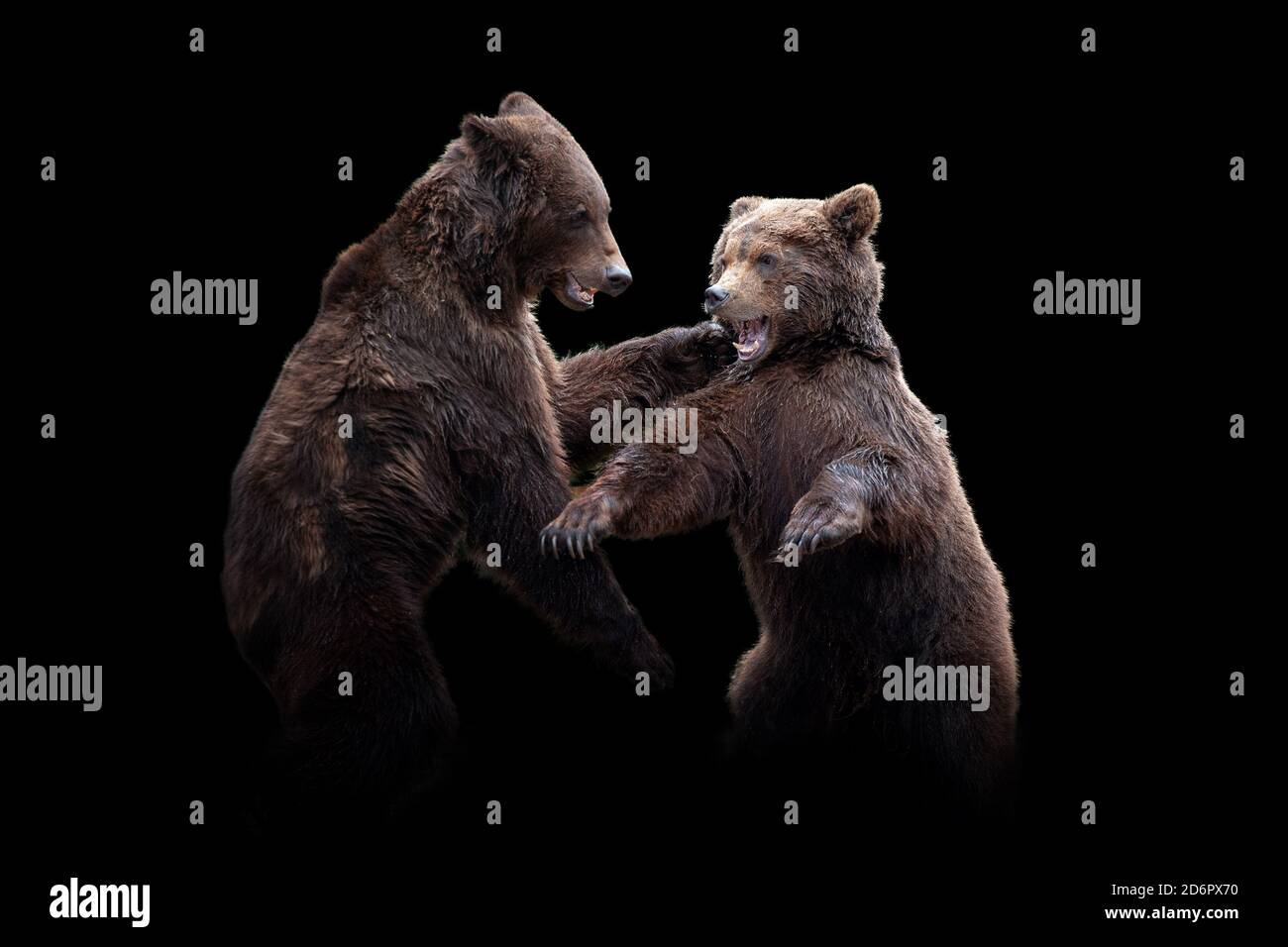 Vue rapprochée de deux ours. Animal sauvage isolé sur fond noir Banque D'Images