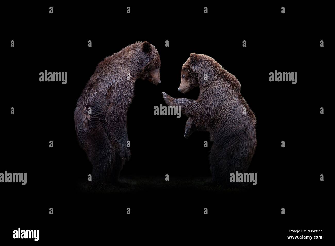 Vue rapprochée de deux ours. Animal sauvage isolé sur fond noir Banque D'Images