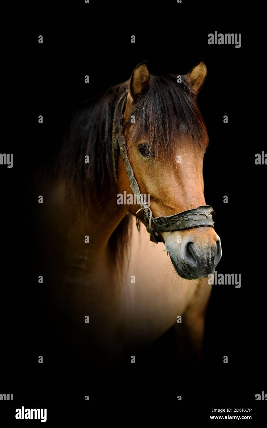 Vue rapprochée cheval brun. Animal sauvage isolé sur fond noir Banque D'Images