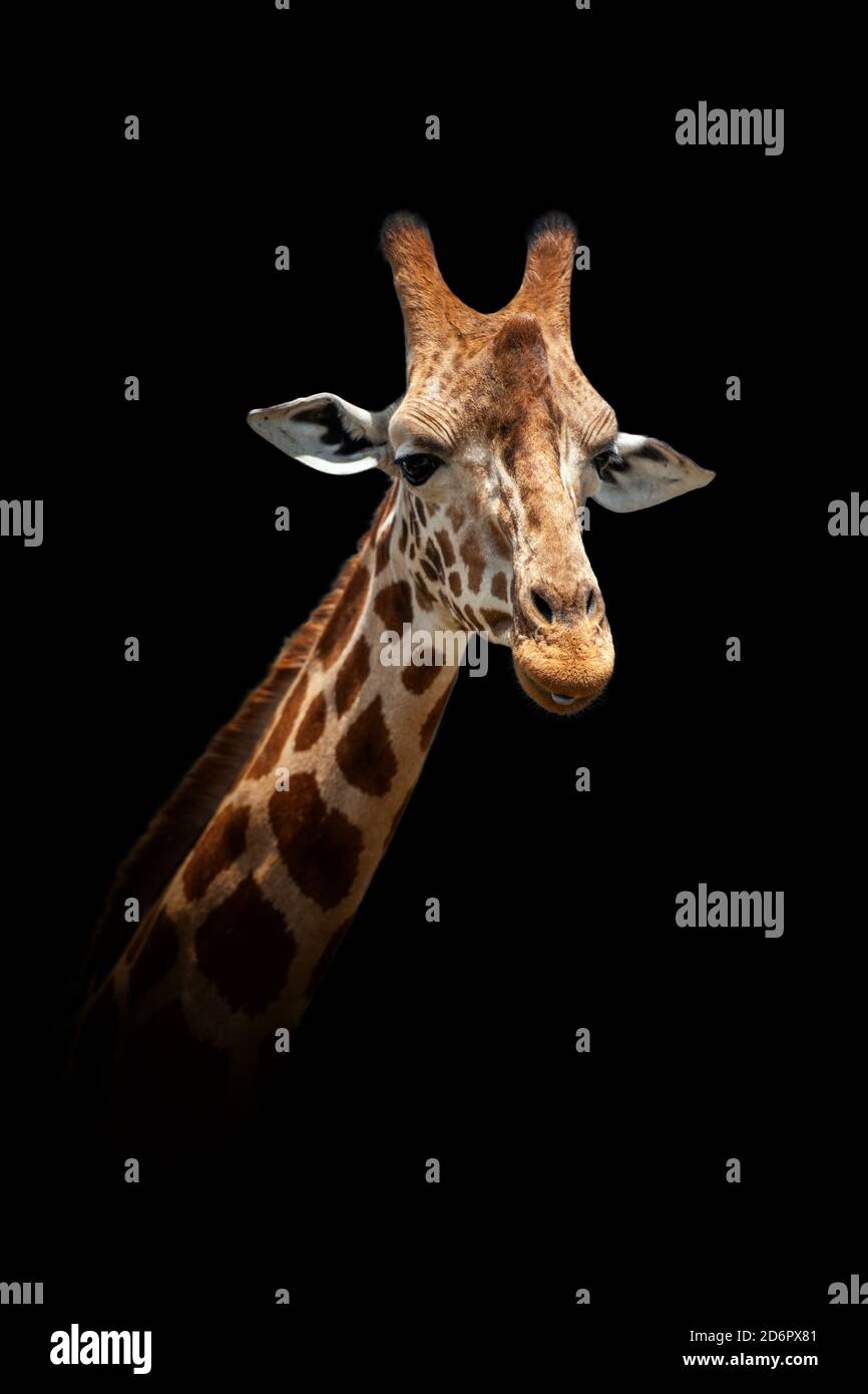 Vue rapprochée de la girafe. Animal sauvage isolé sur fond noir Banque D'Images