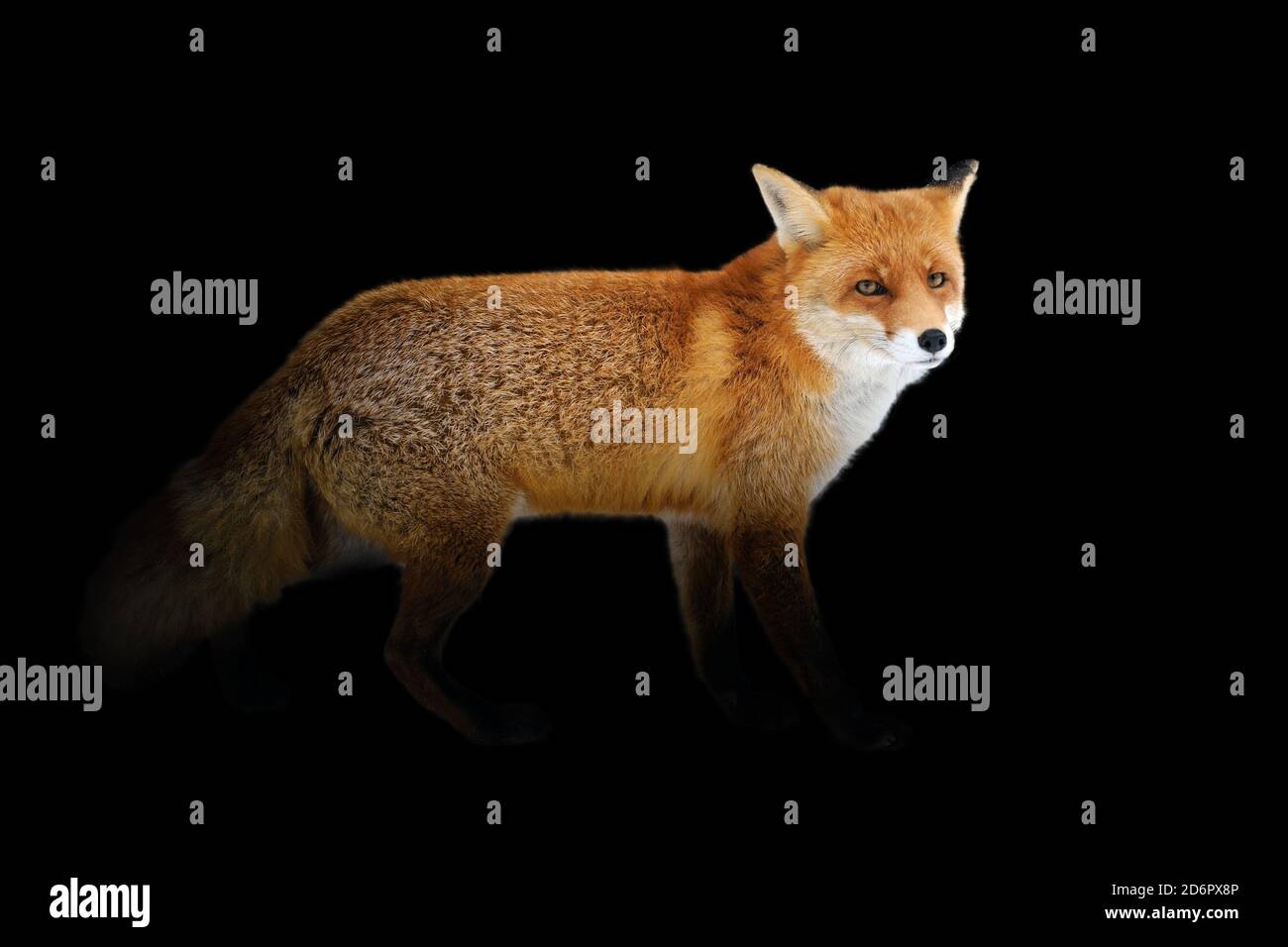 Gros plan sur le renard roux. Animal sauvage isolé sur fond noir Banque D'Images