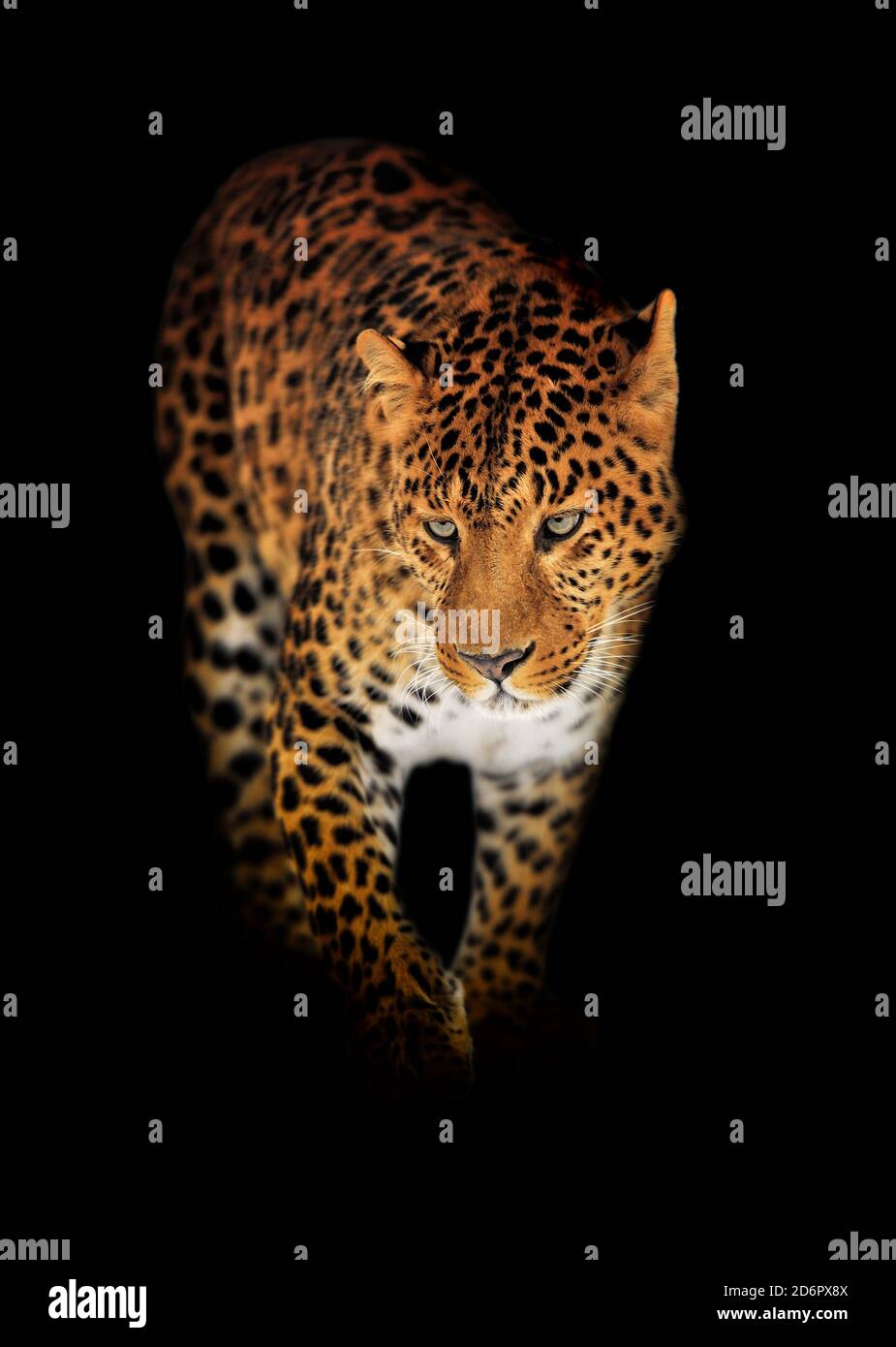 Vue rapprochée de Leopard. Animal sauvage isolé sur fond noir Banque D'Images