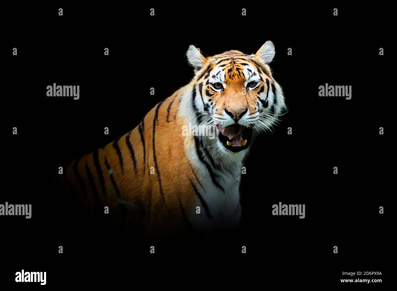 Gros plan tigre. Animal sauvage isolé sur fond noir Banque D'Images