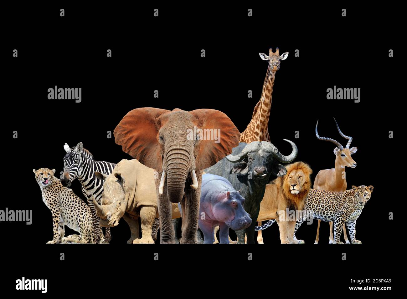 Gros plan sur de nombreux animaux africains. Animal sauvage isolé sur fond noir Banque D'Images